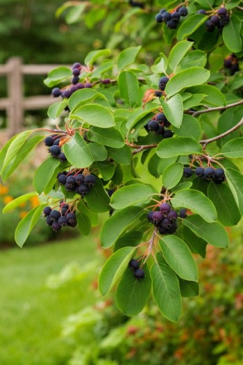 Ірга вільхолиста Хонейвуд|Amelanchier alnifolia Honeywood|Ирга ольхолистная Хонейвуд